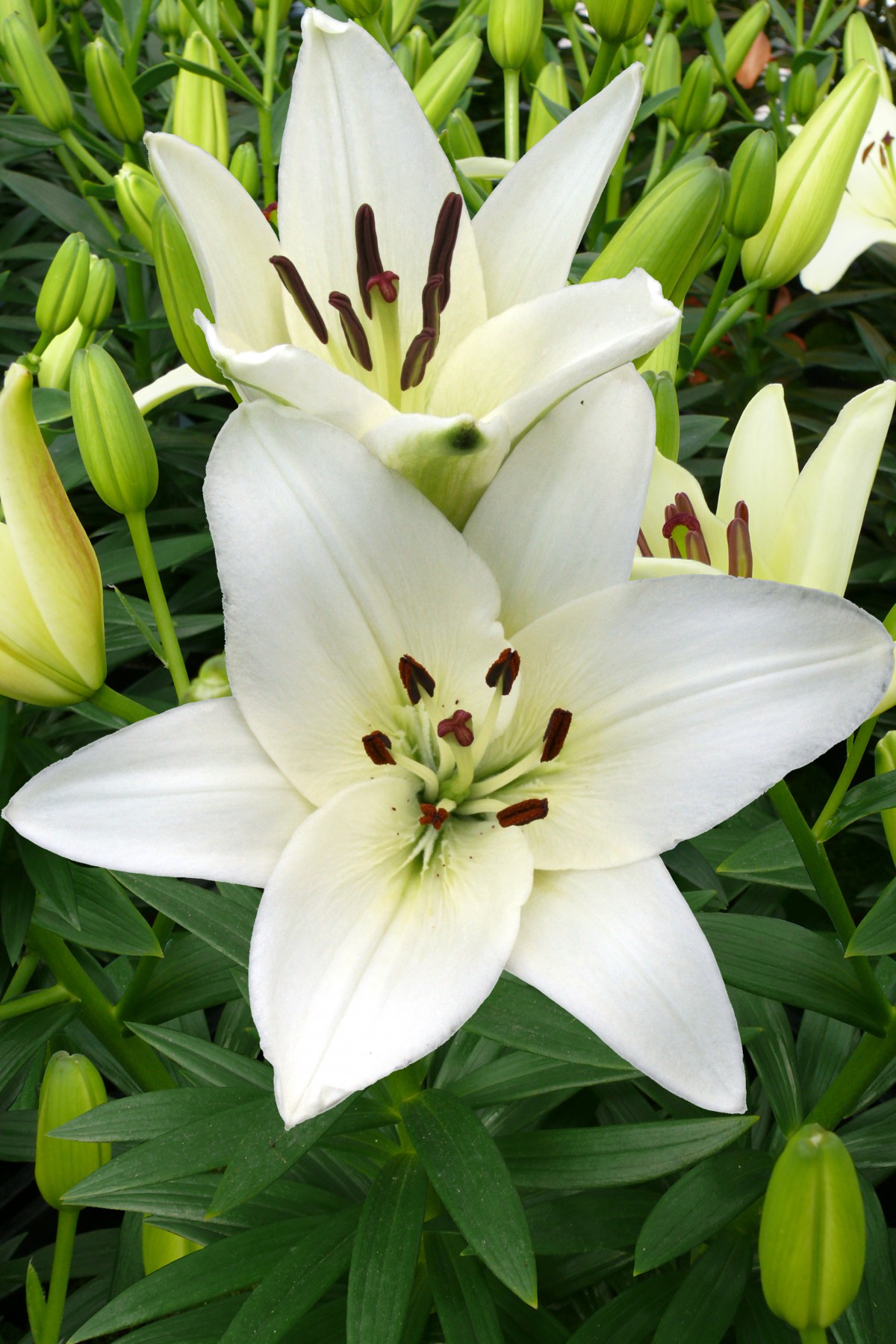 Lilium Asiatic 'Snowdon'